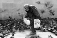 107   Jean Claude Bacle  Le soigneur de pigeons   France      © Reflet Mondial de la Photographie 2017  Les photos sur ce CD ne sont pas libres de droits / The photos on this CD are not royalty free / De foto's op deze cd zijn niet royalty-vrije