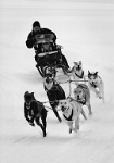 79 Kwan Phillip 8 dog sled race Canada    © Reflet Mondial de la Photographie 2017  Les photos sur ce CD ne sont pas libres de droits / The photos on this CD are not royalty free / De foto's op deze cd zijn niet royalty-vrije