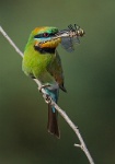 237   Jenni Horsnell    Bee-eater with Dragonfly 10  Australie      © Reflet Mondial de la Photographie 2017  Les photos sur ce CD ne sont pas libres de droits / The photos on this CD are not royalty free / De foto's op deze cd zijn niet royalty-vrije