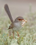 238   Jenni Horsnell    Jenny Wren with Moth 10  Australie      © Reflet Mondial de la Photographie 2017  Les photos sur ce CD ne sont pas libres de droits / The photos on this CD are not royalty free / De foto's op deze cd zijn niet royalty-vrije