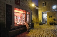 245   Dieudonné ANDRIEN    Cochon à la fenetre  Belgique      © Reflet Mondial de la Photographie 2017  Les photos sur ce CD ne sont pas libres de droits / The photos on this CD are not royalty free / De foto's op deze cd zijn niet royalty-vrije