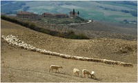263   Wilkie De Bondt    Tuscan landscape  Belgique      © Reflet Mondial de la Photographie 2017  Les photos sur ce CD ne sont pas libres de droits / The photos on this CD are not royalty free / De foto's op deze cd zijn niet royalty-vrije