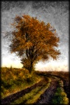 280   Michel GILLIOT    Arbre en automne  Belgique      © Reflet Mondial de la Photographie 2017  Les photos sur ce CD ne sont pas libres de droits / The photos on this CD are not royalty free / De foto's op deze cd zijn niet royalty-vrije