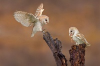 308   Kevin Plovie    Barnowls  Belgique      © Reflet Mondial de la Photographie 2017  Les photos sur ce CD ne sont pas libres de droits / The photos on this CD are not royalty free / De foto's op deze cd zijn niet royalty-vrije