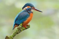 310   Kevin Plovie    Kingfisher  Belgique      © Reflet Mondial de la Photographie 2017  Les photos sur ce CD ne sont pas libres de droits / The photos on this CD are not royalty free / De foto's op deze cd zijn niet royalty-vrije
