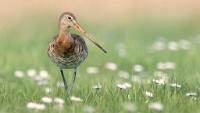 323   STEPHAN SALBERTER    Black talled godwit  Belgique      © Reflet Mondial de la Photographie 2017  Les photos sur ce CD ne sont pas libres de droits / The photos on this CD are not royalty free / De foto's op deze cd zijn niet royalty-vrije