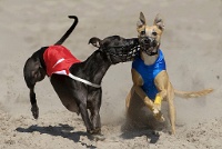 338   Magda Vreye    Dog fight  Belgique      © Reflet Mondial de la Photographie 2017  Les photos sur ce CD ne sont pas libres de droits / The photos on this CD are not royalty free / De foto's op deze cd zijn niet royalty-vrije