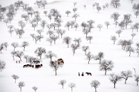 351   Xunlei Li    Grazing in winter  Chine      © Reflet Mondial de la Photographie 2017  Les photos sur ce CD ne sont pas libres de droits / The photos on this CD are not royalty free / De foto's op deze cd zijn niet royalty-vrije
