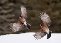 418   Cheung Koon Nam    Eurasian Jay in Flight  Hong Kong      © Reflet Mondial de la Photographie 2017  Les photos sur ce CD ne sont pas libres de droits / The photos on this CD are not royalty free / De foto's op deze cd zijn niet royalty-vrije