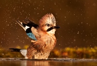 427   Csilla Zelkó    Bathing Jay  Hongrie      © Reflet Mondial de la Photographie 2017  Les photos sur ce CD ne sont pas libres de droits / The photos on this CD are not royalty free / De foto's op deze cd zijn niet royalty-vrije