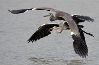 445   Franco Marchi    Herons in flight against  Italie      © Reflet Mondial de la Photographie 2017  Les photos sur ce CD ne sont pas libres de droits / The photos on this CD are not royalty free / De foto's op deze cd zijn niet royalty-vrije