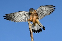 446   Franco Marchi    Kestrel landing  Italie      © Reflet Mondial de la Photographie 2017  Les photos sur ce CD ne sont pas libres de droits / The photos on this CD are not royalty free / De foto's op deze cd zijn niet royalty-vrije