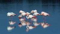 447   Vannozzi Massimo    Flamingos on the Lagoon  Italie      © Reflet Mondial de la Photographie 2017  Les photos sur ce CD ne sont pas libres de droits / The photos on this CD are not royalty free / De foto's op deze cd zijn niet royalty-vrije