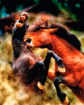 363 Hui Kwok Wai Horse to fight  Hong Kong    © Reflet Mondial de la Photographie 2017  Les photos sur ce CD ne sont pas libres de droits / The photos on this CD are not royalty free / De foto's op deze cd zijn niet royalty-vrije