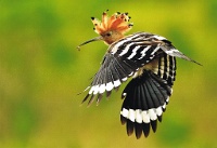 386 Zelko Csilla  Hoopoe Hongrie    © Reflet Mondial de la Photographie 2017  Les photos sur ce CD ne sont pas libres de droits / The photos on this CD are not royalty free / De foto's op deze cd zijn niet royalty-vrije