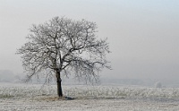 Jean-Yves Louedec Un arbre en hiver   © Reflet Mondial de la Photographie 2017  Les photos sur ce CD ne sont pas libres de droits / The photos on this CD are not royalty free / De foto's op deze cd zijn niet royalty-vrije