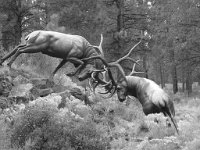 102   Lynn Clemons  Elk Statue   États-Unis      © Reflet Mondial de la Photographie 2017  Les photos sur ce CD ne sont pas libres de droits / The photos on this CD are not royalty free / De foto's op deze cd zijn niet royalty-vrije