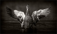 11   Jenni Horsnell  Flapping Wings 3 mono   Australie      © Reflet Mondial de la Photographie 2017  Les photos sur ce CD ne sont pas libres de droits / The photos on this CD are not royalty free / De foto's op deze cd zijn niet royalty-vrije