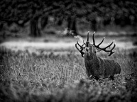 121   Philippe Drauge  Volute de cerf 2   France      © Reflet Mondial de la Photographie 2017  Les photos sur ce CD ne sont pas libres de droits / The photos on this CD are not royalty free / De foto's op deze cd zijn niet royalty-vrije
