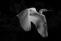176   Franco Marchi  Heron in flight   Italie      © Reflet Mondial de la Photographie 2017  Les photos sur ce CD ne sont pas libres de droits / The photos on this CD are not royalty free / De foto's op deze cd zijn niet royalty-vrije