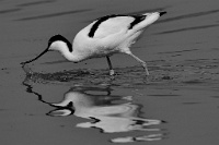 177   Franco Marchi  Avocet hunting   Italie      © Reflet Mondial de la Photographie 2017  Les photos sur ce CD ne sont pas libres de droits / The photos on this CD are not royalty free / De foto's op deze cd zijn niet royalty-vrije