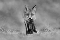 64   Kevin Plovie  Fox   Belgique      © Reflet Mondial de la Photographie 2017  Les photos sur ce CD ne sont pas libres de droits / The photos on this CD are not royalty free / De foto's op deze cd zijn niet royalty-vrije