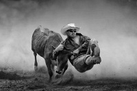85   Kam Chiu Tam  Steer wrestling   Canada      © Reflet Mondial de la Photographie 2017  Les photos sur ce CD ne sont pas libres de droits / The photos on this CD are not royalty free / De foto's op deze cd zijn niet royalty-vrije