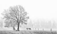 172 Power Bill Horses on a Foggy Morning Irlande Grand Prix Ville de Mouscron   © Reflet Mondial de la Photographie 2017  Les photos sur ce CD ne sont pas libres de droits / The photos on this CD are not royalty free / De foto's op deze cd zijn niet royalty-vrije