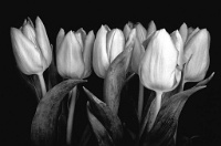 175 Whelan Niall Tulip Study Irlande    © Reflet Mondial de la Photographie 2017  Les photos sur ce CD ne sont pas libres de droits / The photos on this CD are not royalty free / De foto's op deze cd zijn niet royalty-vrije