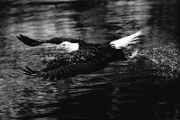 78 Kwan Phillip Bald Eagle Catchin fish Canada    © Reflet Mondial de la Photographie 2017  Les photos sur ce CD ne sont pas libres de droits / The photos on this CD are not royalty free / De foto's op deze cd zijn niet royalty-vrije